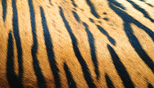 Tiger stripes 